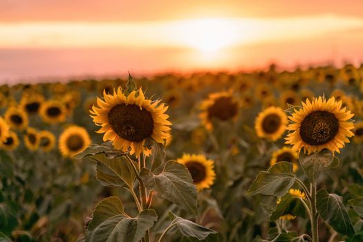 Beautiful sunflower garden. field of blooming sunflowers against the backdrop of sunset. The best kind of sunflower in bloom. Growing sunflowers to make oil