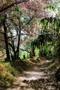 trail path pathway walkway in tropical forest