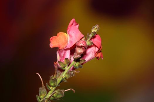 Red flower blossoming macro botanical background Antirrhinum majus family Plantaginaceae big size prints high quality floral home decor