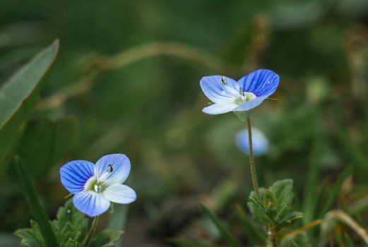 Beautiful field small blue flowers. Veronica persica.