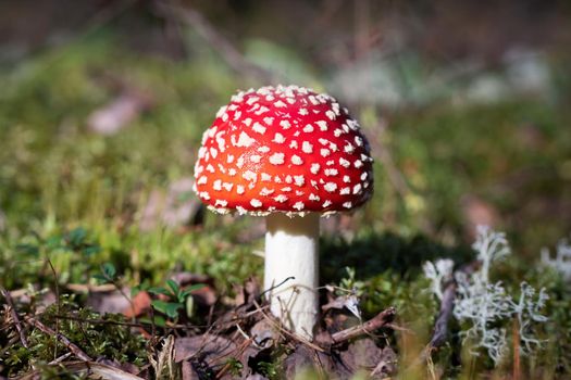 Small red fly agaric in the forest.