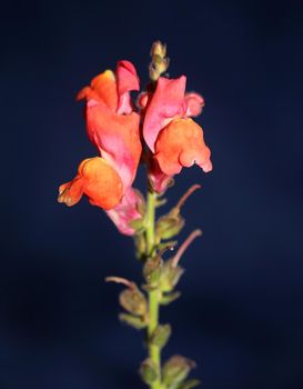 Red flower blossoming macro botanical background Antirrhinum majus family Plantaginaceae big size prints high quality floral home decor