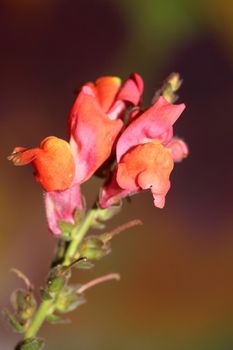 Red flower blossoming macro botanical background Antirrhinum majus family Plantaginaceae big size prints high quality floral home decor