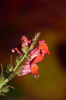 Red flower blossoming macro botanical background Antirrhinum majus family Plantaginaceae big size prints high quality floral home decor