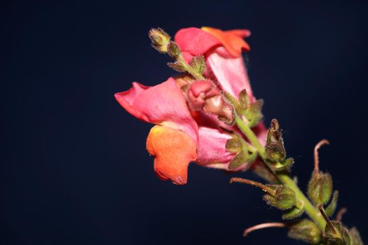 Red flower blossoming macro botanical background Antirrhinum majus family Plantaginaceae big size prints high quality floral home decor