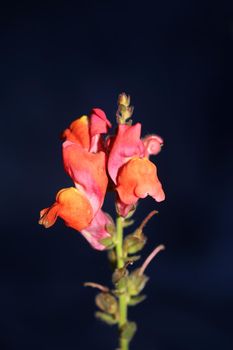 Red flower blossoming macro botanical background Antirrhinum majus family Plantaginaceae big size prints high quality floral home decor