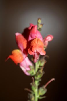 Red flower blossoming macro botanical background Antirrhinum majus family Plantaginaceae big size prints high quality floral home decor