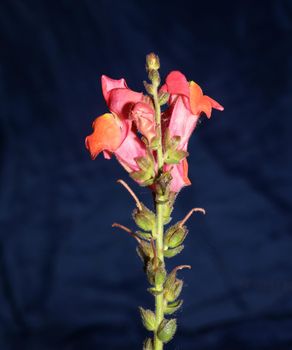 Red flower blossoming macro botanical background Antirrhinum majus family Plantaginaceae big size prints high quality floral home decor