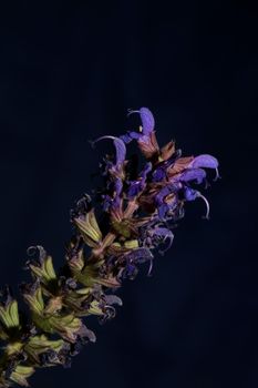 Flower blossoming salvia nemorosa family lamiaceae close up botanical background high quality big size print home decor agricultural plant