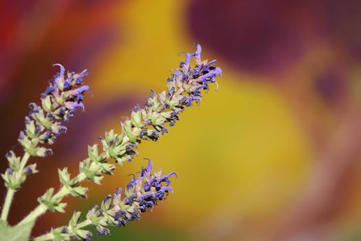 Flower blossoming salvia nemorosa family lamiaceae close up botanical background high quality big size print home decor agricultural plant