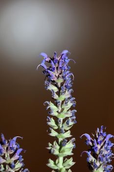 Flower blossoming salvia nemorosa family lamiaceae close up botanical background high quality big size print home decor agricultural plant