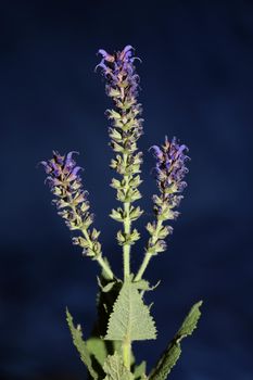 Flower blossoming salvia nemorosa family lamiaceae close up botanical background high quality big size print home decor agricultural plant