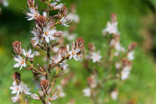 Asphodelus albus, commonly known as white-flowered asphodel, is an herbaceous perennial. High quality photo