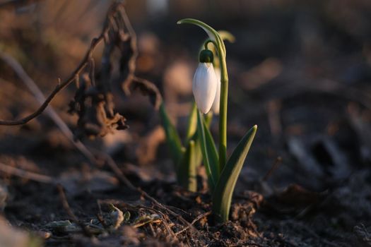 Flowers of a snowdrop or common snowdrop. Snowdrops bloom in the garden in spring.