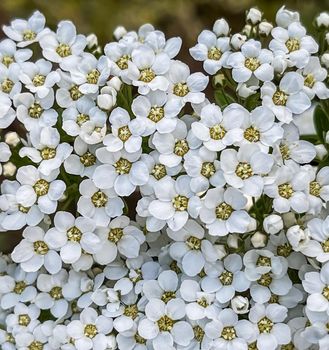 Thunberg Spirea, Spiraea Thunbergii, bush in blossom. Background of white flowers