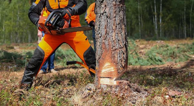 Lumberjack saws a tree with a chainsaw in a cutting area.