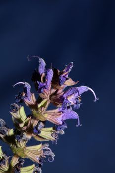 Flower blossoming salvia nemorosa family lamiaceae close up botanical background high quality big size print home decor agricultural plant