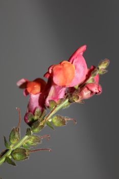 Red flower blossoming macro botanical background Antirrhinum majus family Plantaginaceae big size prints high quality floral home decor