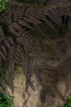 Violet-green fern branch close up in nature