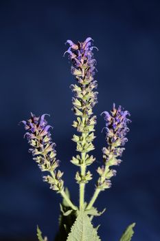 Flower blossoming salvia nemorosa family lamiaceae close up botanical background high quality big size print home decor agricultural plant