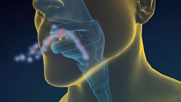 the respiratory system captures and removes bacteria 3D illustration