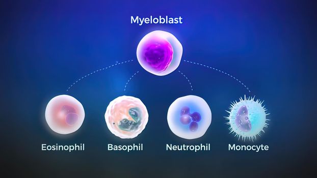 The myeloblast is a unipotent stem cell which differentiates into the effectors of the granulocyte series