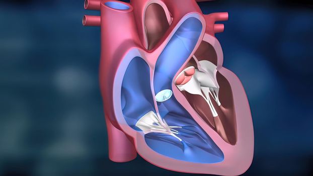 As the heart beats, it pumps blood through a system of blood vessels, called the circulatory system. The vessels are elastic, muscular tubes that carry blood to every part of the body. 3D illustration