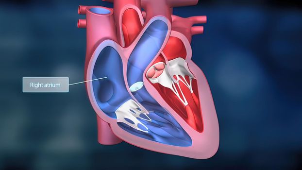 As the heart beats, it pumps blood through a system of blood vessels, called the circulatory system. The vessels are elastic, muscular tubes that carry blood to every part of the body. 3D illustration