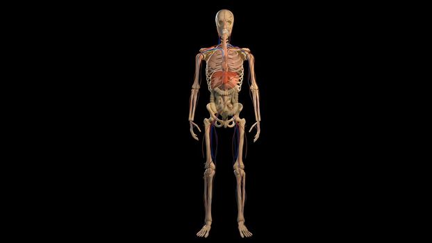 3D Animated of internal organs, nerve, bone, muscle systems created on black background, model 3d illustration