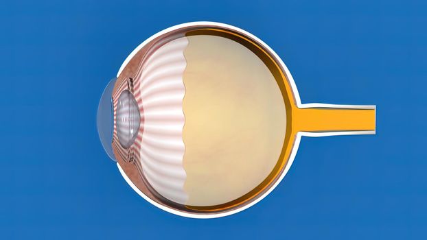 Anatomy and Structure of the Eye 3D illustration