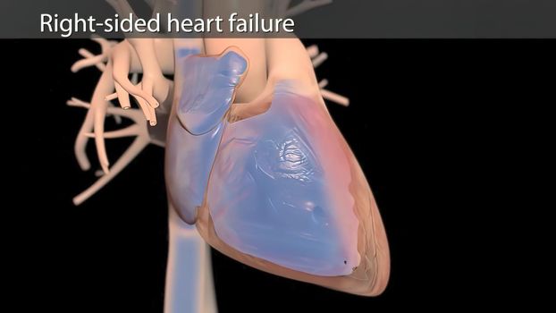 The right atrium receives blood from the veins and pumps it to the right ventricle. 3D illustration