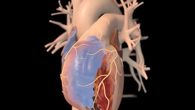 Human heart, realistic anatomy 3d model of human heart on the monitor, visual heart beating. Human anatomy, cardiovascular system.3D illustration