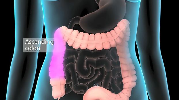 The large intestine is the final part of the gastrointestinal tract and digestive system in vertebrates. 3D illustration