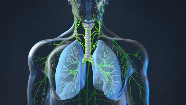 The functioning of the human body lymphatic system on black background 3D illustration