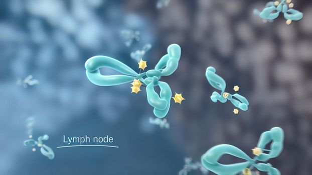 A lymph node, or lymph gland, is a kidney-shaped organ of the lymphatic system 3D illustration