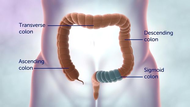 Human digestive system. Parts of the large intestine 3D illustration