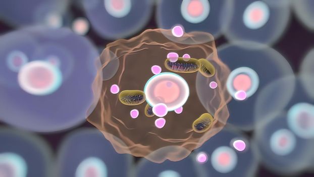 DNA mitochondrial DNA Mitochondria, a membrane enclosed cellular organelles which produce energy Mitochondria Cell energy and Cellular respiration Mitochondrial disease 3D illustration