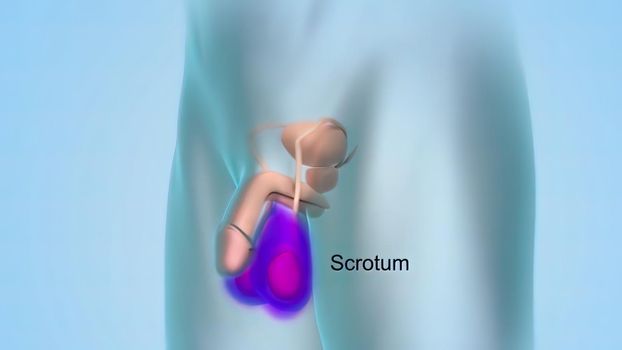 Epididymis, a highly convoluted duct behind the testis, along which sperm passes to the vas deferens. 3D illustration