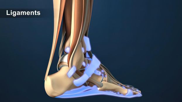 Foot ligaments are strong bands of tissue that connect various bones in your foot. 3D illustration