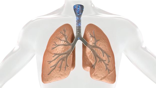 During gas exchange oxygen moves from the lungs to the bloodstream. At the same time carbon dioxide passes from the blood to the lungs. 3D illustration