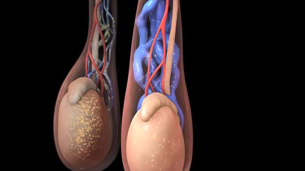 Male reproductive system 3D illustration