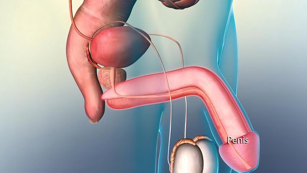 The male reproductive system. Anatomy of the Male Reproductive System 3D illustration