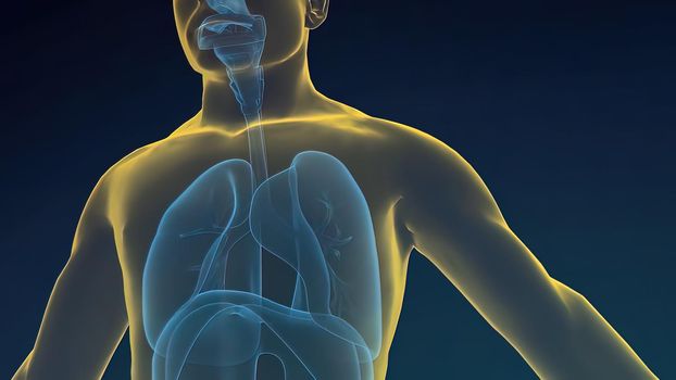 The lungs are a pair of spongy, air-filled organs located on either side of the chest.3D illustration