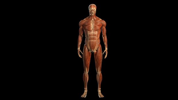 3D Animated of internal organs, nerve, bone, muscle systems created on black background, model 3d illustration