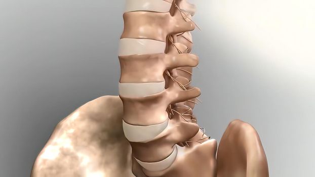 Muscular structure in the spinal cord 3D illustration