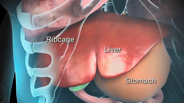 3D animated male internal organs anatomy 3D illustration