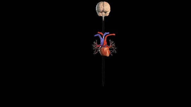 The cardiovascular system and circulatory system is an organ system that allows blood to circulate 3d illustration