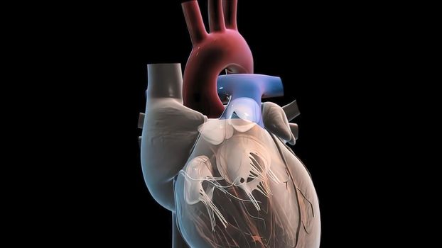 Chambers of the Heart The right atrium receives blood from the veins and pumps it to the right ventricle 3D illustration