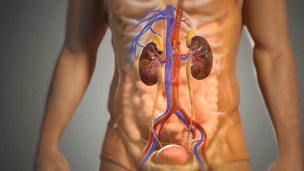 Human Circulatory System Anatomy Concept. 3d illustration