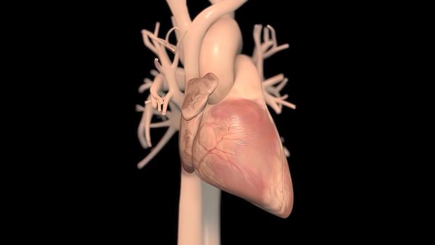 Human heart, realistic anatomy 3D illustration